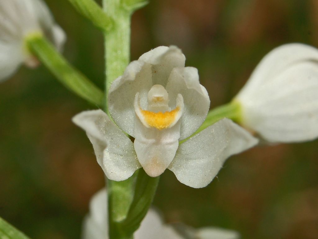 Cephalanthera longifolia / Cefalantera maggiore